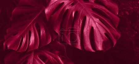Téléchargez les photos : Texture de la feuille de monstera dans la couleur à la mode - en image libre de droit