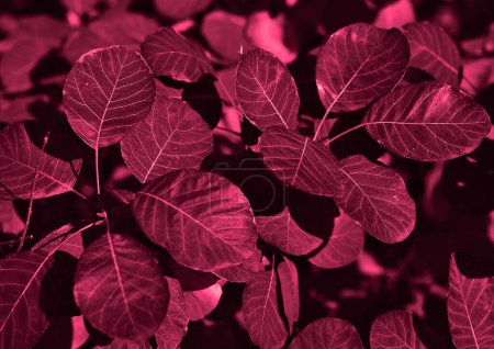 Téléchargez les photos : Texture de la plante en couleur tendance. Effet monochromatique. - en image libre de droit