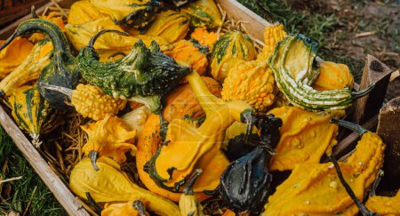 Téléchargez les photos : Récolte de citrouilles. Une saison effrayante pour les délices d'Halloween. - en image libre de droit