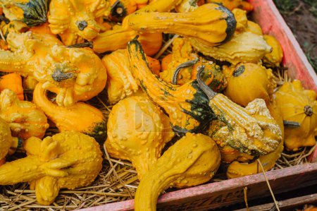Téléchargez les photos : Récolte de citrouilles. Une saison effrayante pour les délices d'Halloween. - en image libre de droit