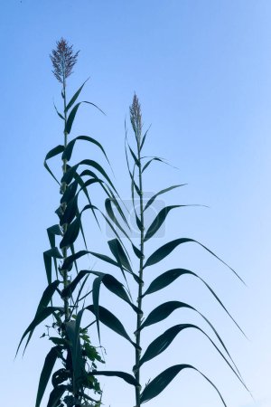 Silhouette of Bamboo stalks on a background of a blue sky