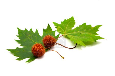 Autumn leaves and fruit of plane tree on white background