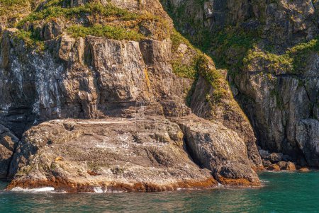 Photo for Resurrection Bay, Alaska, USA - July 22, 2011: 2 brown stellar sea lions sunbathing on their rookery favorite rocky home. Greenish bay water and some green vegetation on cliff flanks - Royalty Free Image