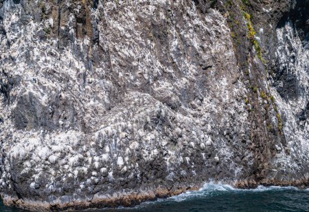 Foto de Resurrection Bay, Alaska, EE.UU. - 22 de julio de 2011: Gran y alto acantilado rocoso gris se volvió blanco por la colonia de aves que anidan en él y dejan caer su guano. Océano surf de agua en el fondo - Imagen libre de derechos