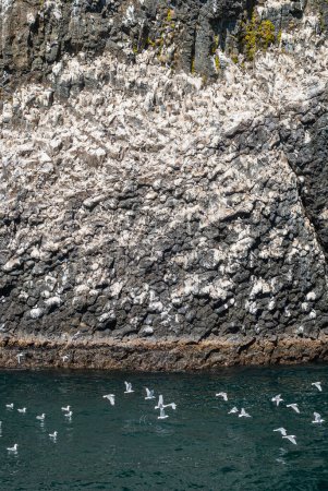 Photo for Resurrection Bay, Alaska, USA - July 22, 2011: Large and tall gray rocky cliff turned white by the colony of seagulls nesting on it and  dropping their guano. Seagulls flying at bottom - Royalty Free Image