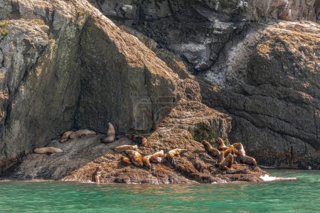 Photo for Resurrection Bay, Alaska, USA - July 22, 2011: Steller Sea Lion rookery isolated on brown rocky shoreline sunbathing with green water up front. - Royalty Free Image