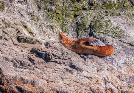 Photo for Resurrection Bay, Alaska, USA - July 22, 2011: Closeup of 1 red-brown steller sea lion sunbathing on gray rocks with green moss and white guano. - Royalty Free Image