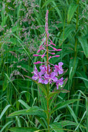 Photo for Girdwood Alaska, USA - July 23, 2011: Closeup of pink blooming flowers Fireweed with green leaves as backdrop in Chugach Park - Royalty Free Image