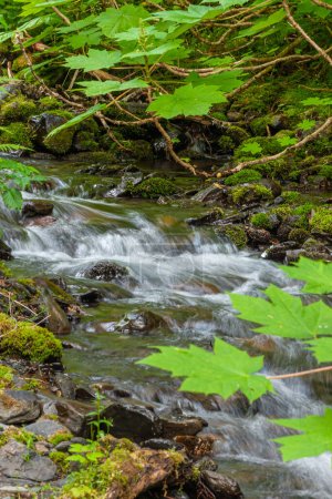 Photo for Girdwood Alaska, USA - July 23, 2011: Closeup, fast streaming creek over rocks with green tree leaves hanging over it in Chugach Park. - Royalty Free Image