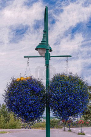 Photo for Anchorage, Alaska, USA - July 23, 2011: 2 dark blue, large flower pots hang on 1 green street light pole. Blue cloudscape and other foliage in back - Royalty Free Image