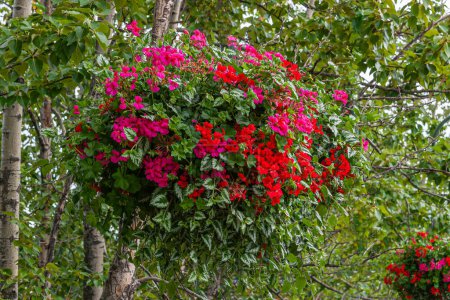 Photo for Anchorage, Alaska, USA - July 23, 2011: Wide pot filled with bright red flowers hangs between green foliage of tree in street - Royalty Free Image