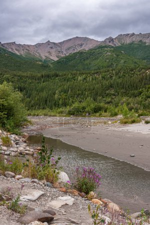 Photo for Denali Park, Alaska, USA - July 24, 2011: Nenana River landscape with pink flowers on shoreline, green forested belt under gray rocky mountains and gray cloudscape - Royalty Free Image