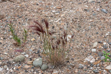 Foto de Denali Park, Alaska, EE.UU. - 24 de julio de 2011: El primer plano de la hierba silvestre de Alaska que se convierte en floreciente plumas rojas oscuras, crece entre guijarros arenosos - Imagen libre de derechos