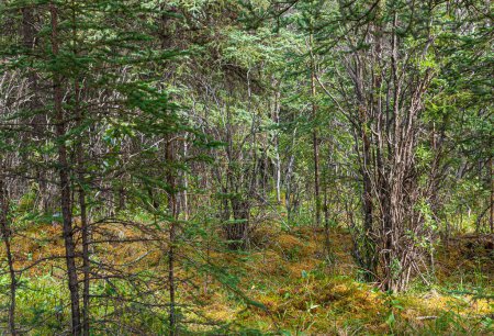 Foto de Denali Park, Alaska, EE.UU. - 24 de julio de 2011: mirando a través del espeso bosque de follaje verde, los troncos delgados marrones y la cubierta de tierra de color amarillo-marrón - Imagen libre de derechos