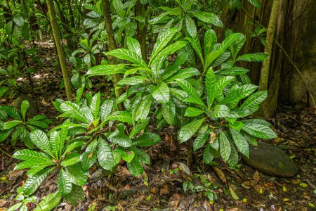 Photo for Costa Rica, Parque Nacional Carara - July 22, 2023: Closeup, young coffee plant foliage in forest. Wet brown jungle floor - Royalty Free Image