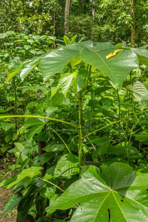 Photo for Costa Rica, Parque Nacional Carara - July 22, 2023: All green, big leaves plant in jungle - Royalty Free Image