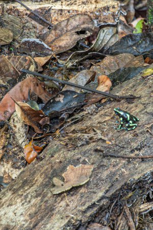 Photo for Costa Rica, Parque Nacional Carara - July 22, 2023: Green and black poison dart or arrow frog on wet brown tree trunk with dead black and brown leaves around - Royalty Free Image