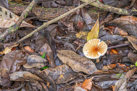 Photo for Costa Rica, Parque Nacional Carara - July 22, 2023: closeup, brown-to-orange speckled white amongus fungus on jungle floor - Royalty Free Image