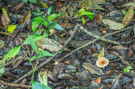 Photo for Costa Rica, Parque Nacional Carara - July 22, 2023: Brown-to-orange speckled white amongus fungus on jungle floor with young green foliage - Royalty Free Image