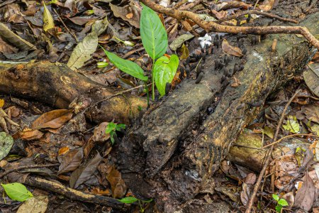 Photo for Costa Rica, Parque Nacional Carara - July 22, 2023: Black stand-up cone fungus group on dead tree trunk on jungle floor. Some young green foliage - Royalty Free Image