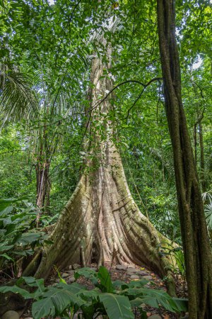 Photo for Costa Rica, Parque Nacional Carara - July 22, 2023: Tall tree in jungle, rain forest, with wide spread out root base, set in green foliage on all sides - Royalty Free Image