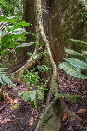Photo for Costa Rica, Parque Nacional Carara - July 22, 2023: Closeup, Tall tree in jungle, rain forest, with wide spread out root, set in green foliage and brown dry leaves on black dirt - Royalty Free Image