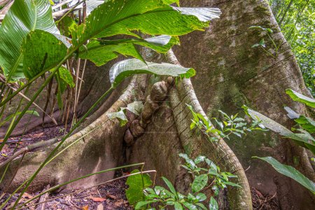 Photo for Costa Rica, Parque Nacional Carara - July 22, 2023: Closeup, Tall tree in jungle, rain forest. Lump on wide spread out root, set in green foliage and brown dry leaves on black dirt - Royalty Free Image