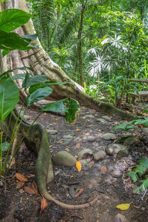 Photo for Costa Rica, Parque Nacional Carara - July 22, 2023: Tall tree root base spreads far. Green foliage around, and rock pebbles around - Royalty Free Image