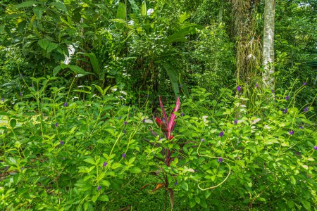 Photo for Costa Rica, Parque Nacional Carara - July 22, 2023: Bright red-purple Cordyline plant set in green foliage - Royalty Free Image