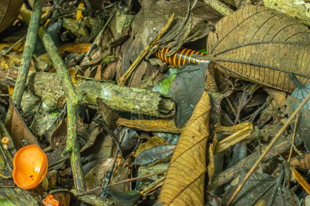 Photo for Costa Rica, Parque Nacional Carara - July 22, 2023: Jungle floor, closeup of orange cup fungi and orange-brown centipede on brown wet dead wood and some green foliage - Royalty Free Image