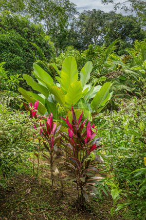 Costa Rica, Bijagual - July 22, 20.23: Pura Vida garden nature reserve. Cordyline fruticosa pink colors stand out in dense rainforest green foliage