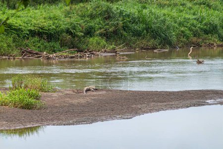 Costa Rica, Luganillas - July 22, 2023: Tarcoles River with crocodile on brown muddy island. Green shoreline