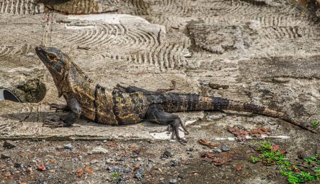Costa Rica, Parque Nacional Carara - July 22, 2023: Iguana or lizard closeup on cement surface of parking