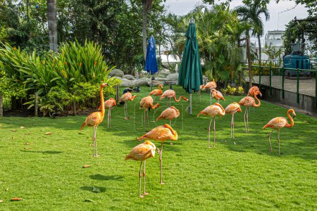 Cartagena, Colombia - July 25, 2023: Rose or pink flamingoes in cruise terminal garden