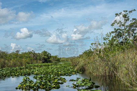 Everglades, Florida, USA - July 29, 2023: Swamp river partly covered by green foliage and backed by short trees under blue cloudscape