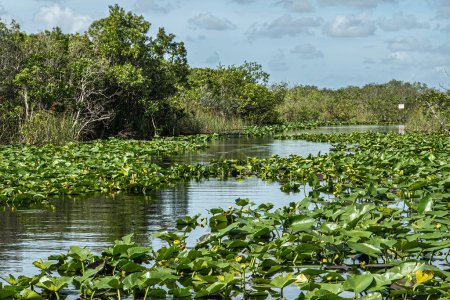 Everglades, Florida, EE.UU. - 29 de julio de 2023: Paisaje, río Pantano parcialmente cubierto por follaje verde y respaldado por árboles cortos bajo paisaje nuboso azul