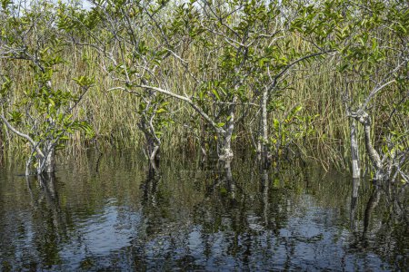 Everglades, Florida, USA - July 29, 2023: trees growing in the less deep pools, reflected in trembling water together with blue sky. Green foliage as screen