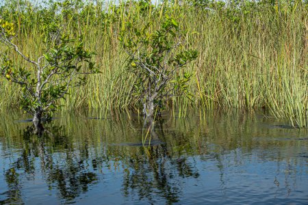 Everglades, Florida, USA - July 29, 2023: closeup, trees growing in the less deep pools, reflected in trembling water together with blue sky. Green foliage as screen