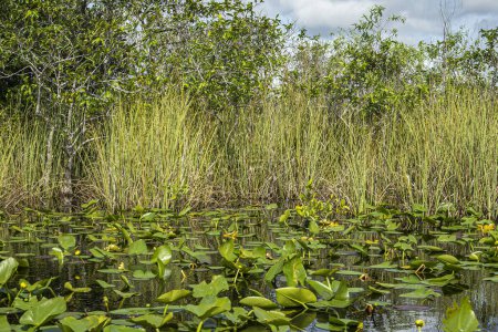 Everglades, Florida, EE.UU. - 29 de julio de 2023: Primer plano, río parcialmente cubierto por follaje verde y respaldado por árboles cortos