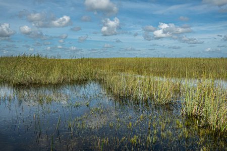 Everglades, Florida, USA - July 29, 2023: Pure swampland covered in reed under blue cloudscape, reflected in dark water