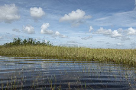 Everglades, Florida, USA - July 29, 2023: Green reed screen along border of river with waves under blue cloudscape
