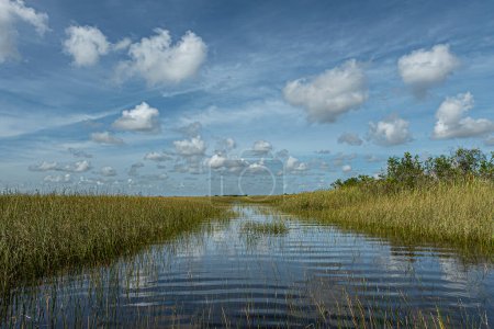 Everglades, Florida, USA - July 29, 2023: Wide landscape, River stretches out to horizon in reed filled swampland under blue cloudscape, reflected in water