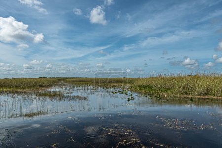 Everglades, Florida, USA - July 29, 2023: Wide swamp landscape under blue cloudscape. Dark water and green-yellow reed belt