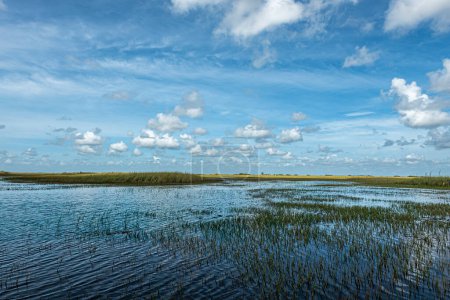 Everglades, Florida, USA - July 29, 2023: blue panorama of swamp with tiny green-yellow belt separating water from cloudscape
