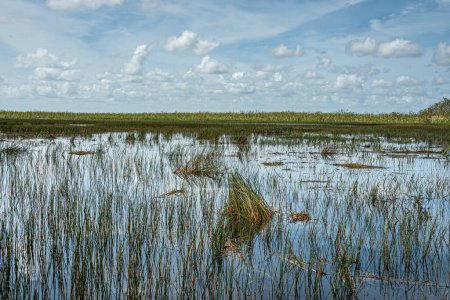 Everglades, Florida, USA - July 29, 2023: Wide swamp landscape with narrow green reed belt under light blue cloudscape