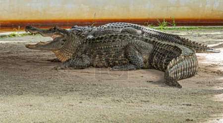 Everglades, Florida, USA - 29. Juli 2023: Großaufnahme, Alligator auf Schmutz mit offenem Kiefer. Zweites teilweise versteckt