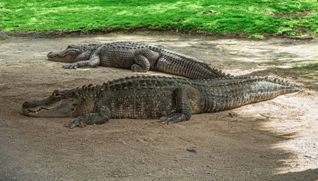 Everglades, Florida, USA - July 29, 2023: Closeup, 2 alligators on dirt with closed jaws
