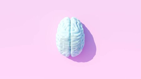 Foto de Pálido azul cerebro humano anatomía neurología mente inteligencia pensar médico símbolo rosa superior ver fondo 3d ilustración render - Imagen libre de derechos