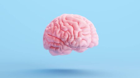 Téléchargez les photos : Anatomie cérébrale rose Intelligence mentale Science de l'organe médical Arrière-plan bleu Vue du quart droit Illustration 3D rendu - en image libre de droit