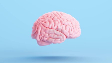 Pink Brain Anatomy Mind Intelligence Medizinisches Organ Wissenschaft Blauer Hintergrund Rechts 3D Illustration rendern